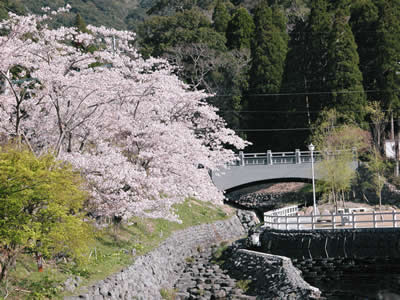 冠嶽公園の花川にかかる満開の桜 冠嶽公園の花川にかかる満開の桜